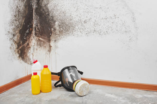 Best Mold Remediation for Specific Building Types in Franklin Furnace, OH