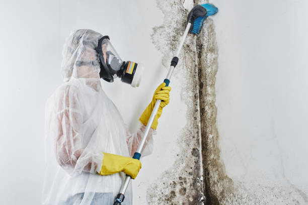 Franklin Furnace, OH Mold Remediation Company