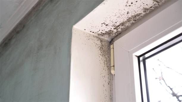 Best DIY Mold Remediation Support Services in Franklin Furnace, OH