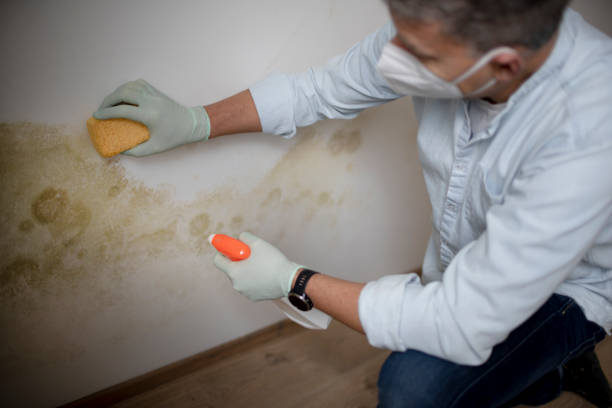 Best Mold Remediation for Schools in Franklin Furnace, OH