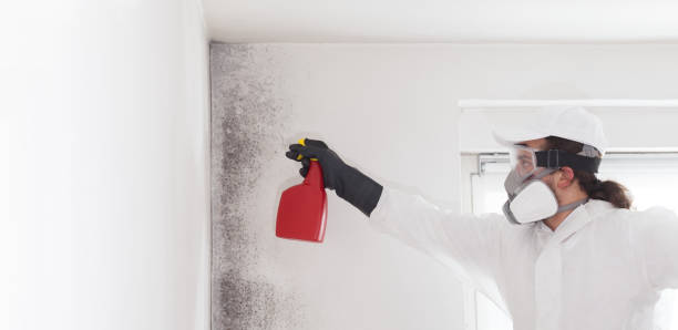 Best Industrial Mold Remediation in Franklin Furnace, OH