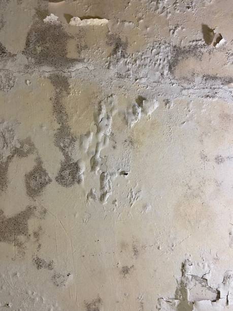 Best Health and Safety Mold Remediation in Franklin Furnace, OH