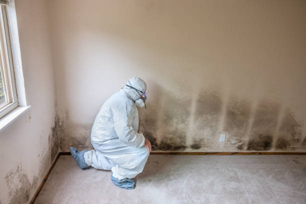 Best Bathroom Mold Remediation in Franklin Furnace, OH