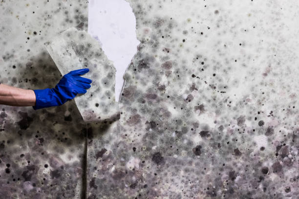 Best Post-Flood Mold Remediation in Franklin Furnace, OH