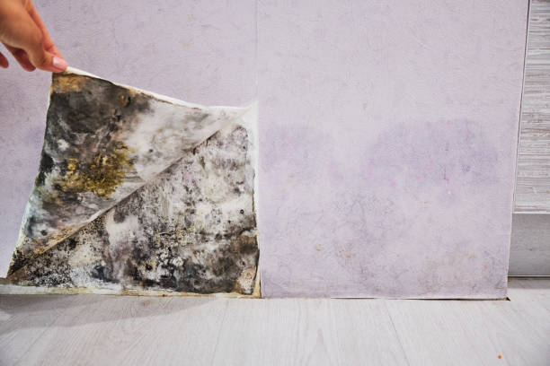 Best Emergency Mold Remediation in Franklin Furnace, OH